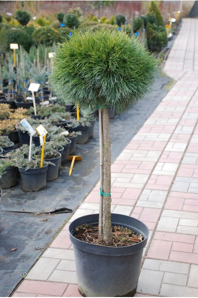 Саджанець в садовому центрі сосни гірської варелла